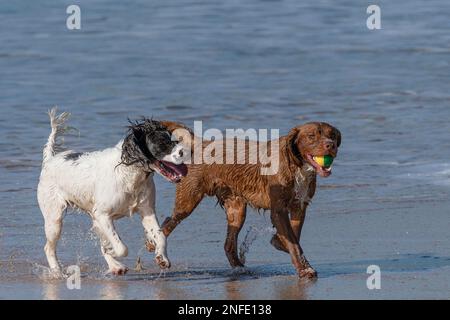 Zwei Sprocker Spaniel-Hunde genießen die Freiheit, am Fistral Beach in Newquay in Cornwall in Großbritannien vor der Bleileine zu laufen. Stockfoto