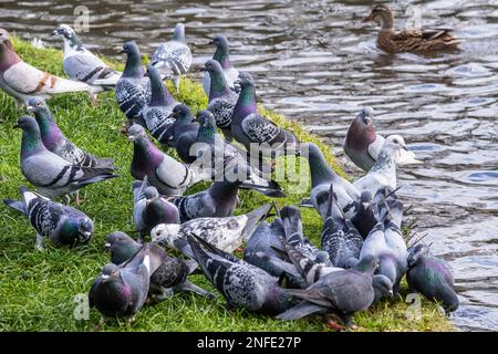 Eine Herde von Feraltauben Columba livia forma urbana, die sich an den Ufern eines Sees in Newquay in Cornwall im Vereinigten Königreich ernährt. Stockfoto