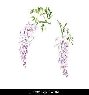 Wisteria Aquarelle Blume. Botanische Darstellung isoliert auf weißem Hintergrund. Kann für Aufkleber, Karten, Farbdrucke, Kosmetikverpackungen verwendet werden Stockfoto