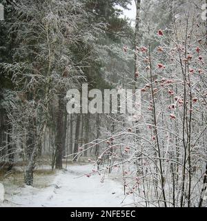 Eine verschneite Landschaft, die den Wald im Winter mit Bäumen und verschneiten Pflanzen bedeckt Stockfoto
