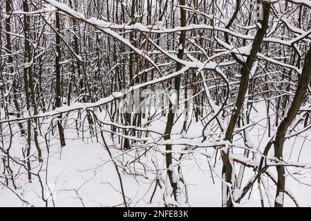 Viele dichte Sträucher mit viel weißem, frischem Schnee im Wald und Winter Stockfoto