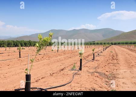 Junge Orangenbäume. Neuer Orangengarten in Kalifornien. Landwirtschaftliche Landschaft in Kalifornien. Stockfoto