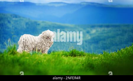 Ein glücklicher Hund läuft in den Bergen. Ungarischer Puli-Hund Stockfoto