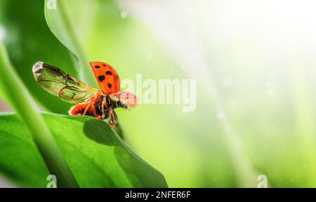 Marienkäfer auf grünem Blatt, die wegfliegen, Konzeptfreiheit Stockfoto