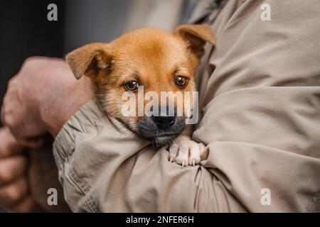 Süßer roter Welpe in den Armen eines Menschen. Stockfoto