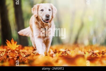 Happy Golden Retriever Dog Walking and play im Herbstpark. Stockfoto