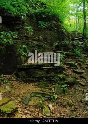 Eine hölzerne Treppe, die durch einen Wald führt, umgeben von üppigem Grün Stockfoto