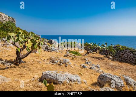 Gagliano del Capo. Ein Garten aus stacheligen Birnen und Sträuchern bietet einen Blick auf das wunderschöne Panorama des blauen Meeres auf den felsigen Klippen von Salento. Der Pfad von Stockfoto