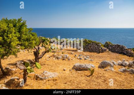 Gagliano del Capo. Ein Garten aus stacheligen Birnen und Sträuchern bietet einen Blick auf das wunderschöne Panorama des blauen Meeres auf den felsigen Klippen von Salento. Der Pfad von Stockfoto