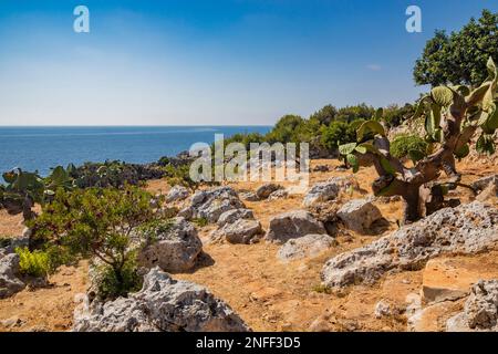 Gagliano del Capo. Ein Garten aus stacheligen Birnen und Sträuchern bietet einen Blick auf das wunderschöne Panorama des blauen Meeres auf den felsigen Klippen von Salento. Der Pfad von Stockfoto