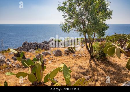 Gagliano del Capo. Ein Garten aus stacheligen Birnen und Sträuchern bietet einen Blick auf das wunderschöne Panorama des blauen Meeres auf den felsigen Klippen von Salento. Der Pfad von Stockfoto