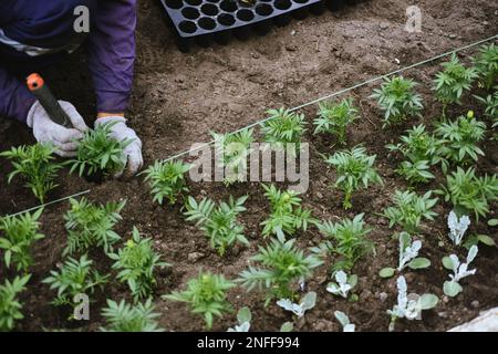 Ein männlicher Gärtner pflanzt Blumenkeimlinge, schmückt ein Blumenbeet. Männliche Hände transplantieren die Sprossen von Tagetenblüten in gerader Linie. Städtische Anpflanzungen, Stockfoto