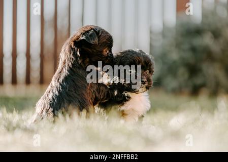 Süßes Hündchen im Gras im Garten Stockfoto
