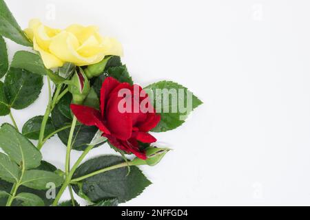 Nahrosen liegen auf weißem Tischhintergrund, Urlaubskarte, wunderschöne Blumen, Platz für Text Stockfoto