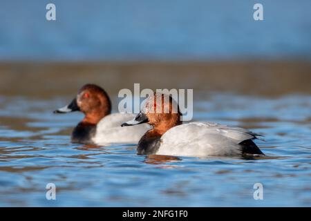 Gemeine Pochard (Aythya Ferina) auf dem Wasser, eine rote gelistete Vogelart im Vereinigten Königreich. Ein Paar Männer oder Drachen in der Zucht Stockfoto