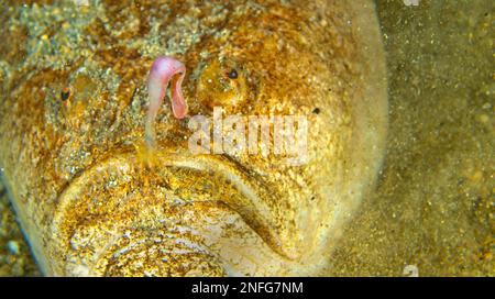 Stargazer, Uranoscopus scaber, Cabo Cope Puntas del Calnegre Regional Park, Mittelmeer, Murcia, Spanien, Europa Stockfoto