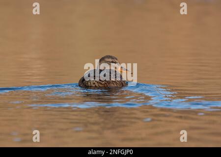 Weibliche Stockenten (Anas platyrhynchos) schwimmen auf einem ruhigen See bei Sonnenuntergang. Stockfoto