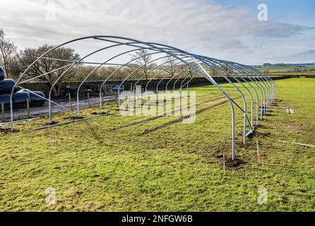 Tiertransport-Polytunnelinstallation, Back Lane, Long Preston für Lammzwecke... eine trockenere, wärmere Umgebung, die möglicherweise die Produktivität steigert. Stockfoto