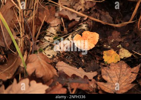 Nahaufnahme eines Igelpilzes (Hydnum Repandum) im Wald. Stockfoto