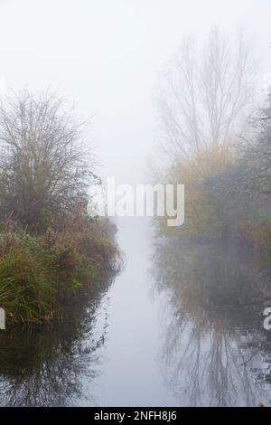 Buschpark Im Nebel Stockfoto