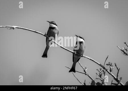 Kleine Bienenfresser, die ihre Position auf dem Ast spiegeln Stockfoto