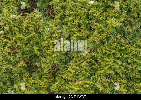 Die Grundstruktur der nördlichen Weißzeder (Thuja occidentalis) mit Schneeflachen und Zapfengruppen. Stockfoto