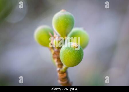 Junge Feigenfrüchte auf Feigenbaum Stockfoto