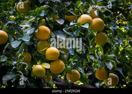 Pomelo-Früchte, die an Bäumen hängen, Stockfoto