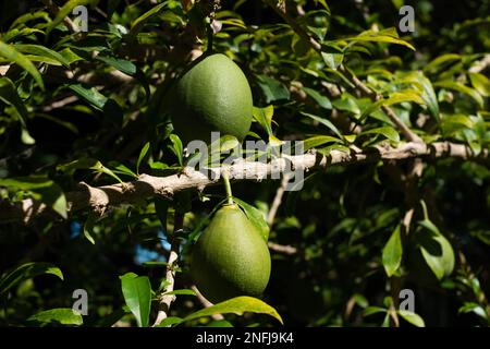 Totumo-Frucht hängt am Baum. Stockfoto