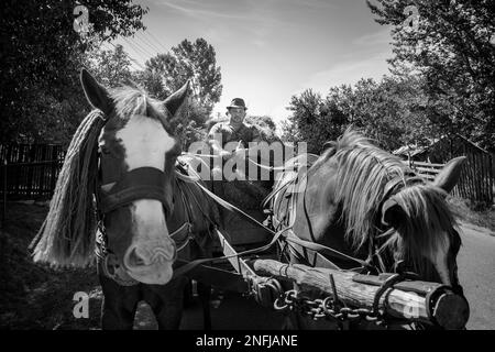 Rumänien. Siebenbürgen. Dorolea. Das tägliche Leben auf dem Land Stockfoto