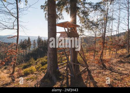 Halten Sie Ausschau nach wildem Wild, versteckt in einem Pinienwald, erleuchtet von den Sonnenstrahlen am Morgen. Ein Jägersitz. Stockfoto