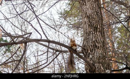 Ein kleines, flauschiges Eichhörnchen sitzt auf einem Ast im Park und knabbert eine Nuss, die er in seinen Pfoten hält Stockfoto