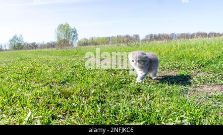 Ein verlorenes, seltsames, flauschiges, graues Kätzchen läuft durch ein grünes Feld und sucht seine Mutter. Hochwertiges Foto Stockfoto