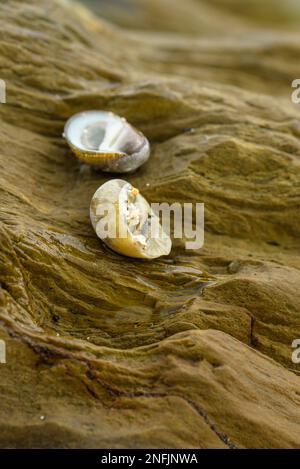 Diese Nahaufnahme von Felsen zeigt die raue, natürliche Schönheit der geologischen Formationen. Die rauen Oberflächen und Strukturen der Felsen sind Promi Stockfoto