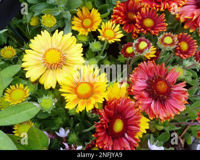 Blühende Pflanzen der Gattung Chrysanthemum bei BBC Gardens, Birmingham, Großbritannien Stockfoto