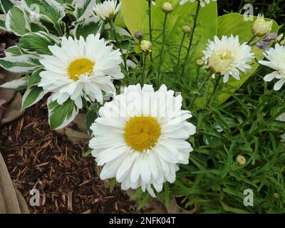 Blühende Pflanzen der Gattung Chrysanthemum bei BBC Gardens, Birmingham, Großbritannien Stockfoto