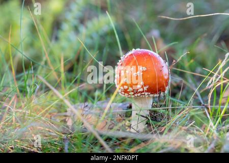 Fly Agaric (Amanita muscaria), ein Pilz aus einem Märchen, das man im Wald finden könnte Stockfoto