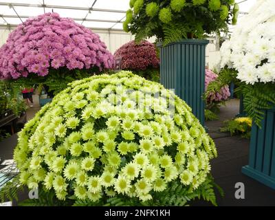 Blühende Pflanzen der Gattung Chrysanthemum bei BBC Gardens, Birmingham, Großbritannien Stockfoto