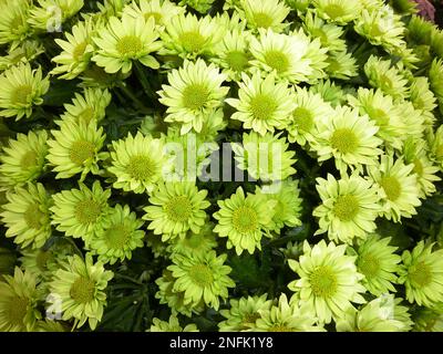 Blühende Pflanzen der Gattung Chrysanthemum bei BBC Gardens, Birmingham, Großbritannien Stockfoto