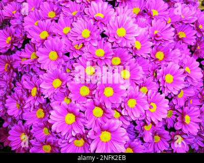 Blühende Pflanzen der Gattung Chrysanthemum bei BBC Gardens, Birmingham, Großbritannien Stockfoto