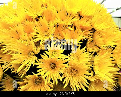 Blühende Pflanzen der Gattung Chrysanthemum bei BBC Gardens, Birmingham, Großbritannien Stockfoto