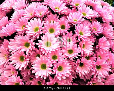 Blühende Pflanzen der Gattung Chrysanthemum bei BBC Gardens, Birmingham, Großbritannien Stockfoto