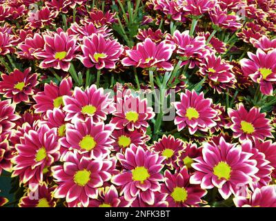 Blühende Pflanzen der Gattung Chrysanthemum bei BBC Gardens, Birmingham, Großbritannien Stockfoto