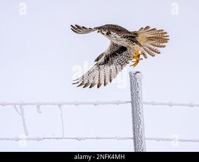 Wanderfalke im Flug Winter Saskatchewan Kanada Stockfoto