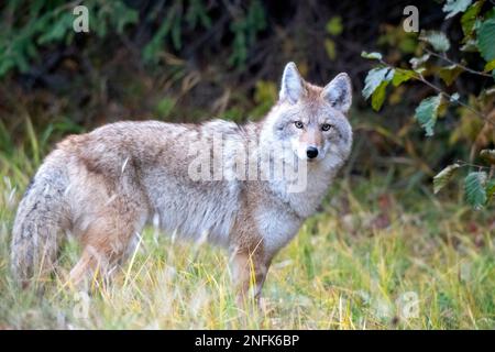 Wild Coyote Prairies Canada Saskatchewan auf der Jagd Stockfoto