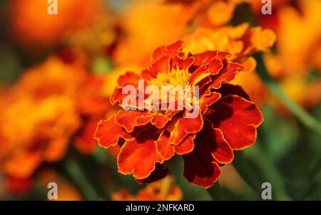 Brocade Red Marigold Blume aus der Nähe Stockfoto