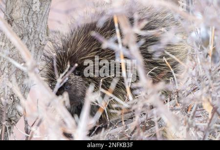 Porcupine Saskatchewan Canada in der Winterprärie-Szene Stockfoto