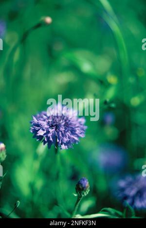 Vereinigtes Königreich. England. Somerset. Wildblumen. Blaue Kornblumen (Centaurea cyanus). Stockfoto