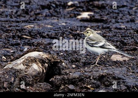 Jungfische (Motacilla alba) auf schlammigem Boden Stockfoto