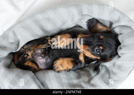 Sehr junger Dackel-Welpe, der auf einem weißen Bett ruht. Süße Haustiere Stockfoto